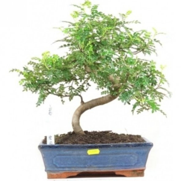 İthal Karabiber Bonzai Ağacı Tohumu 5 Tohum +Hediye Bonsai Tohumu ürün görseli 1