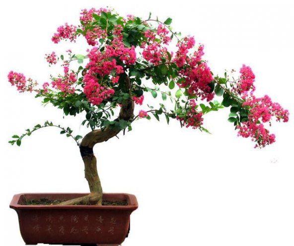 İthal Krep Mersin Bonzai Ağacı Tohumu 5 Tohum +Süpriz Bonsai Tohu ürün görseli 1