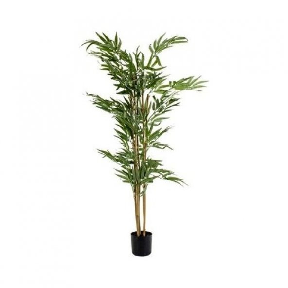 İthal Yeşil Bambu Tohumu Ekim Seti 3 Tohum +Saksı+Toprak+Süpriz ürün görseli 1