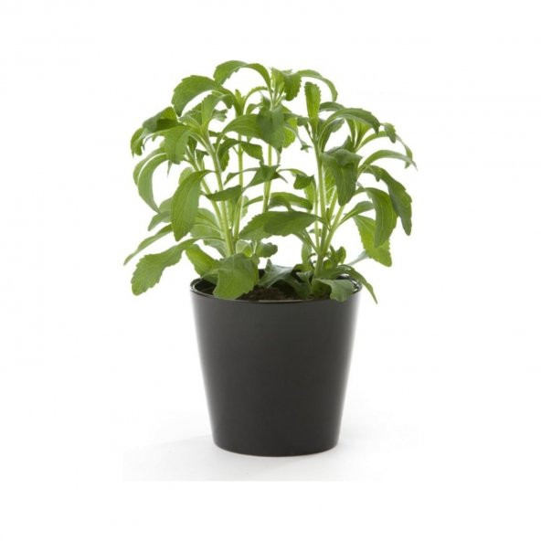 Stevia Şeker Otu Tohumu Ekim Seti 10 Tohum +Saksı+Toprak+Süpriz ürün görseli 1