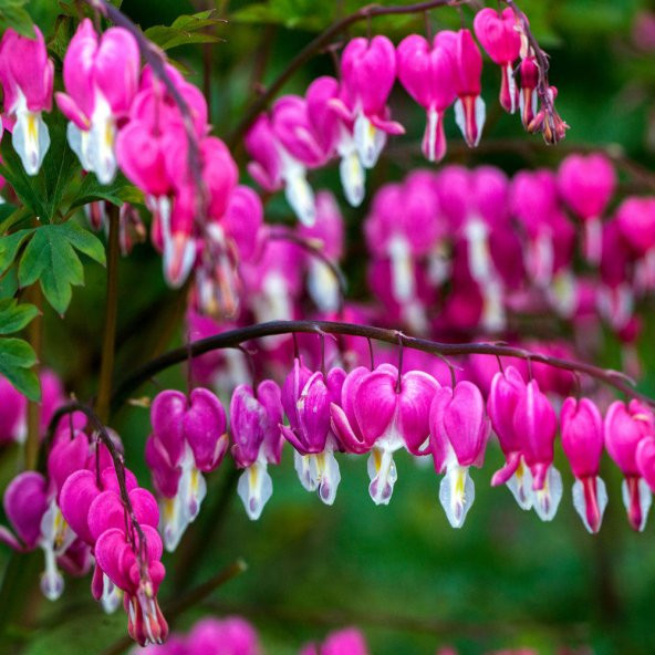 Pembe Dicentra Çiçeği Tohumu Ekim Seti 5 Tohum + Saksı + Toprak ürün görseli 1
