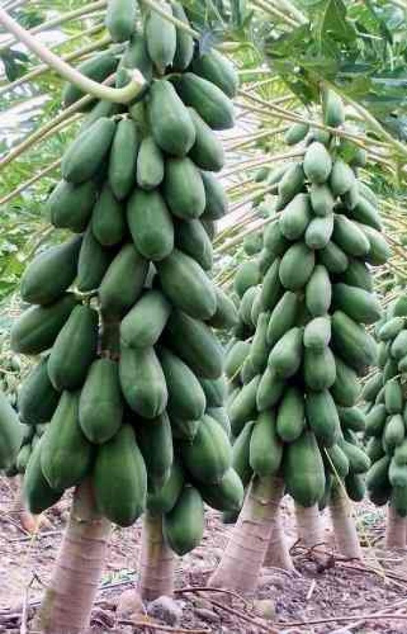 Papaya Ağacı Ekim Seti 3 Tohum + Saksı + Toprak + Süpriz Hediye ürün görseli 1