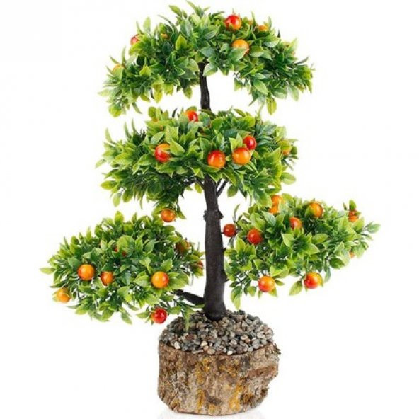 İthal Erik Bonzai Ağacı Tohumu 2 Tohum + Hediye Bonsai Tohumu ürün görseli 1