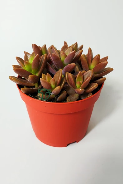 Graptosedum California Sunset çabuk çoğalan hızlı yayılan sukulent ürün görseli 1