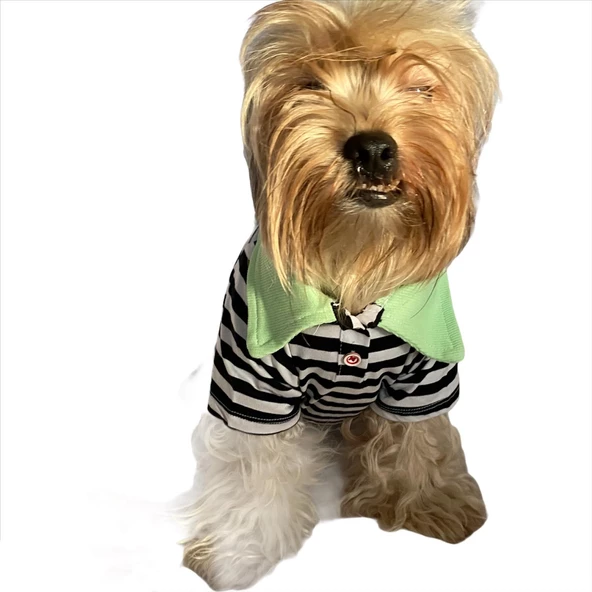 Grass Hopper Stripe Polo Yaka Tişört Köpek Kıyafeti Köpek Elbisesi ürün görseli 1