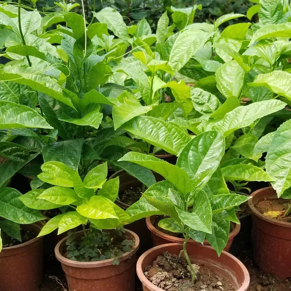 PASİFLORA EDULİS Çarkıfelek Fidanı +15 cm - Resim 2