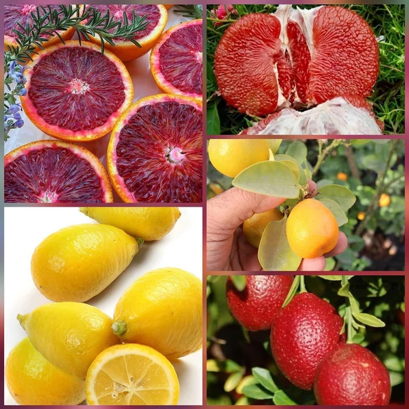 5 li Aşılı Özel Narenciye Fidanı Pakedi (Kan Portakal, Limequat, Şadok, Blood Lime, İri kamkat) ürün görseli 1