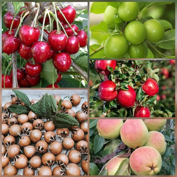 5 li Aşılı Meyve Fidanı Pakedi (Armut, Elma, Muşmula, Kiraz ve Erik) ürün görseli 1