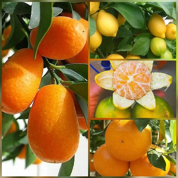 4 lü Aşılı Özel Narenciye Fidanı Pakedi (Kamkat, Yediveren Limon, Okitsu Mandalin,Washington Portakal) ürün görseli 1