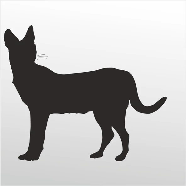 Folyo Sticker Kedi ürün görseli 1
