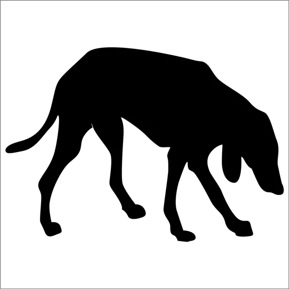 KÖPEK FOLYO STİCKER DERSTV889 ürün görseli 1