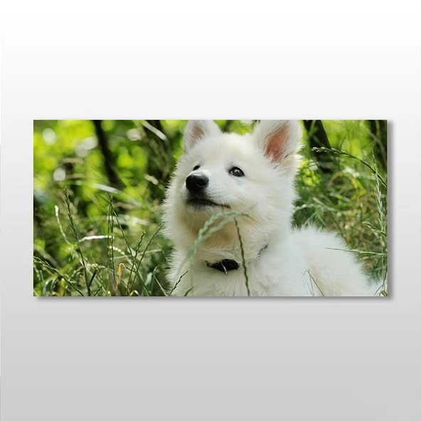 Beyaz Köpek Kanvas Tablo ürün görseli 1