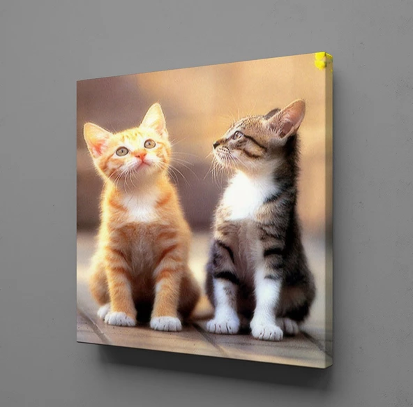 FARKLI RENKTE KEDİ KANVAS TABLO ürün görseli 1