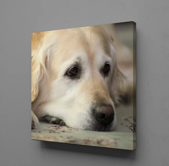 BEYAZ MASUM KÖPEK KANVAS TABLO ürün görseli 1