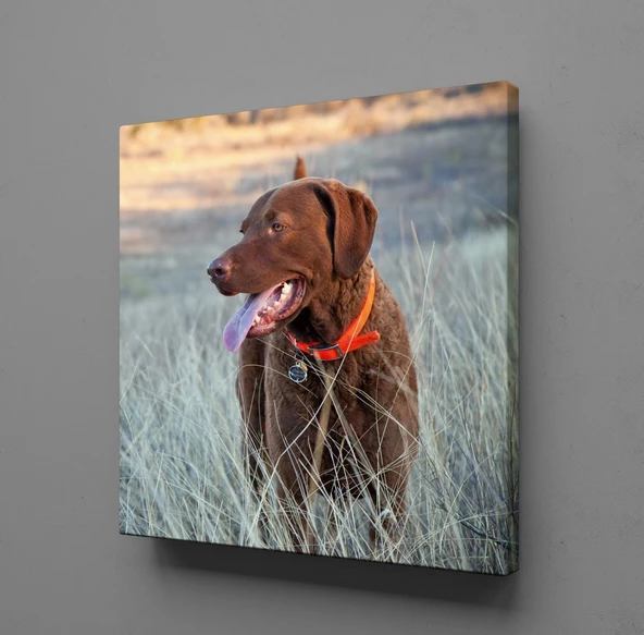 KAHVERENGİ KÖPEK KANVAS TABLO ürün görseli 1