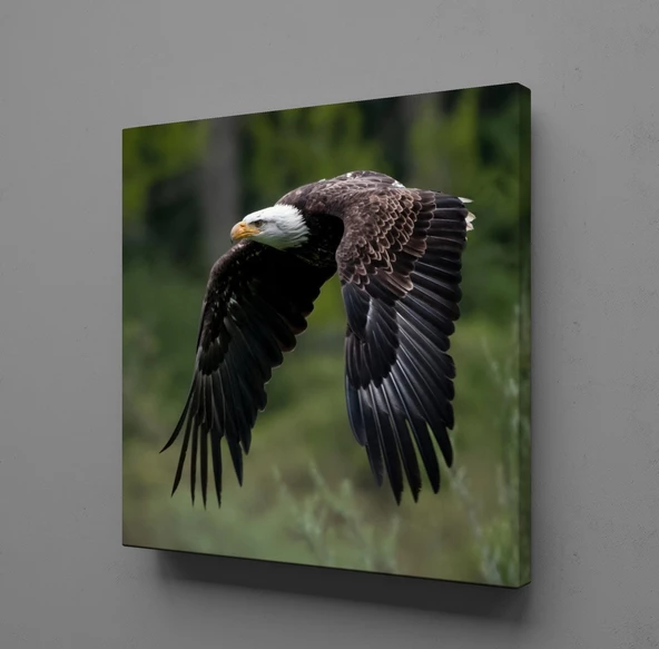 KARTAL KANVAS TABLO ürün görseli 1
