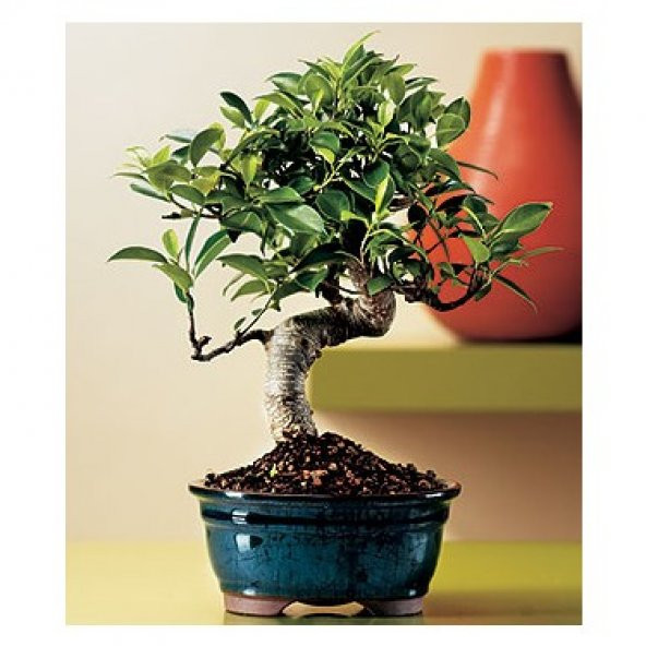 Bodur Bonsai Defne Ağacı Tohumu Akdeniz Defnesi Tohumu 3 Tohum ürün görseli 1