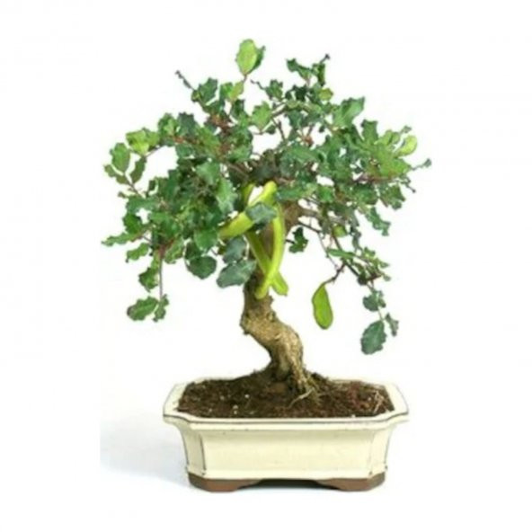 Bodur Bonsai Keçiboynuzu Ağacı Tohumu 5 Adet Tohum + Süpriz Hediy ürün görseli 1