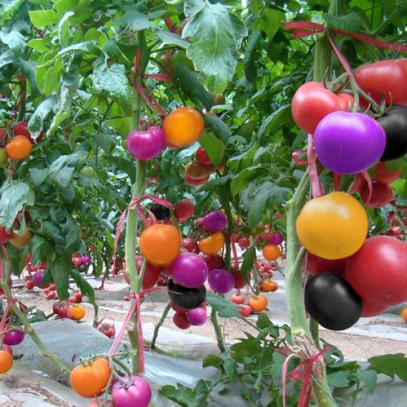 Gökkuşağı Cherry Domates Tohumu Regarenk Domates Tohumu 10 Tohum ürün görseli 1