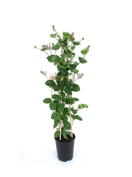Hanımeli Çiçeği Fidanı 10-20 cm - Resim 5