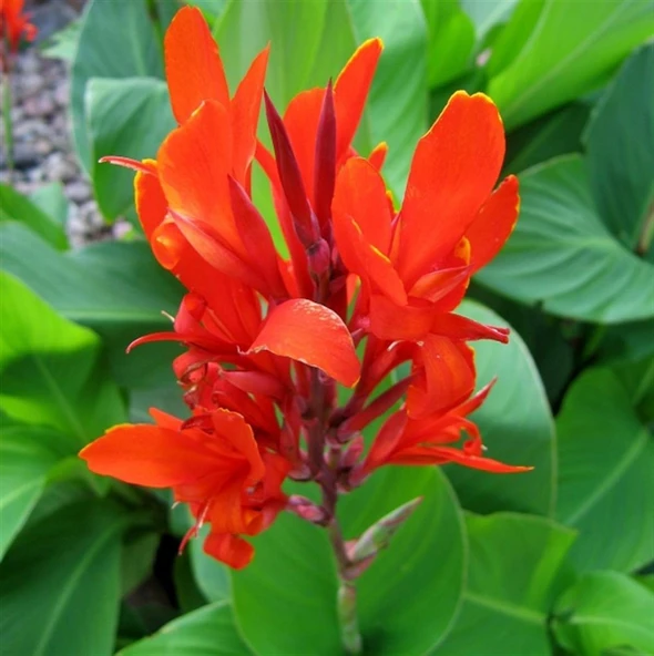 Canna Kana Çiçeği Tesbih Çiçeği 10-20 cm ürün görseli 1