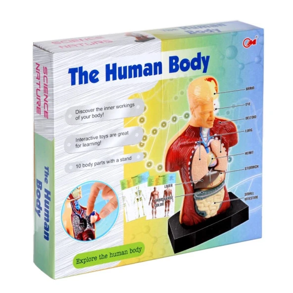 Human BODY - Vücut Maketli Eğitici Oyuncak Doktor SETİ ürün görseli 1