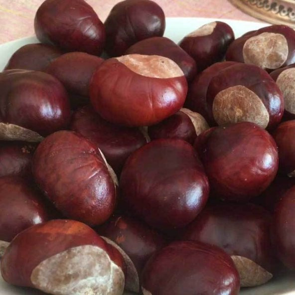 BenimAktar At Kestanesi 100 Gr - Resim 2