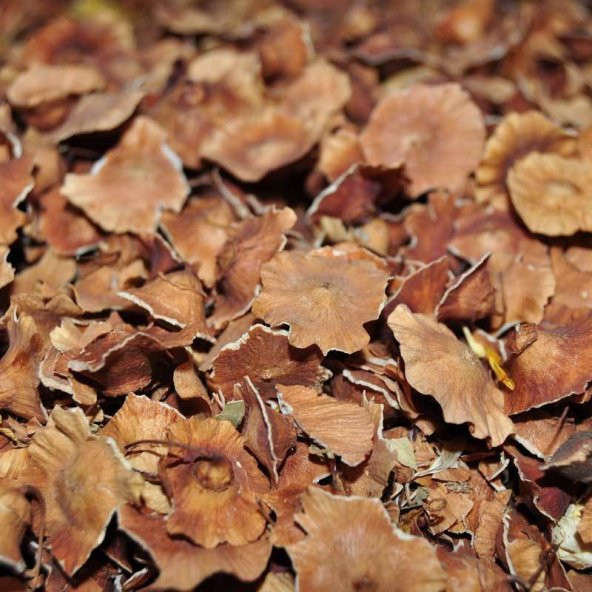 BenimAktar Çarkıfelek Otu 1 Kg - Resim 2