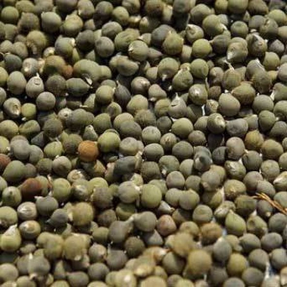 BenimAktar İlaçlık Bamya Tohumu 500 Gr - Resim 2