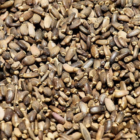 BenimAktar Devedikeni Tohumu 100 Gr - Resim 2