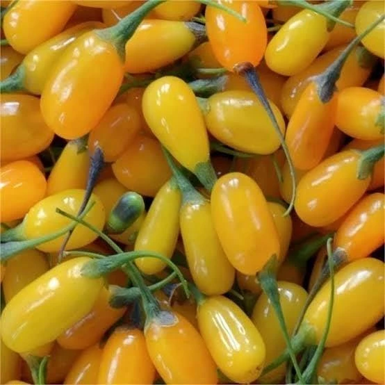 Saksıda Jumbo İri Taneli Sarı Gojiberry Fidanı ürün görseli 1