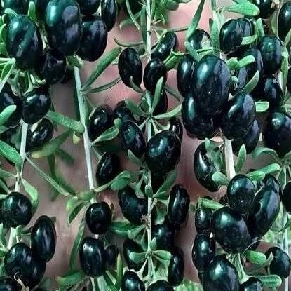 Saksıda, Nadir İri Taneli Siyah Gojiberry Fidanı ürün görseli 1
