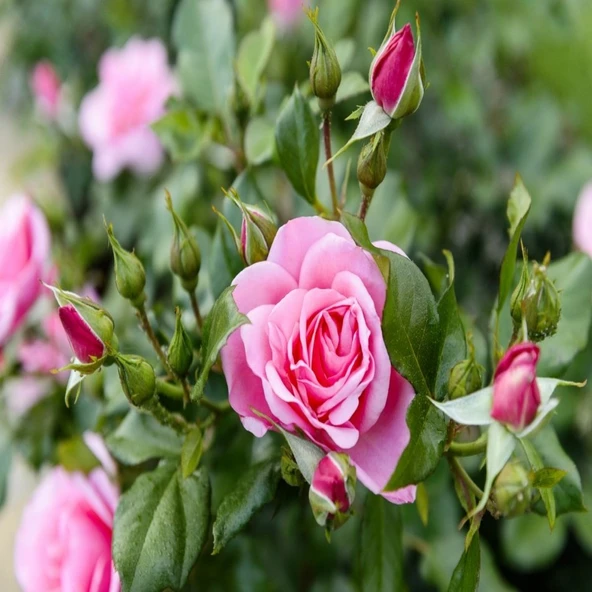 Rosa × Damascena Aşılı Isparta Gülü Fidanı 10-20 cm ürün görseli 1