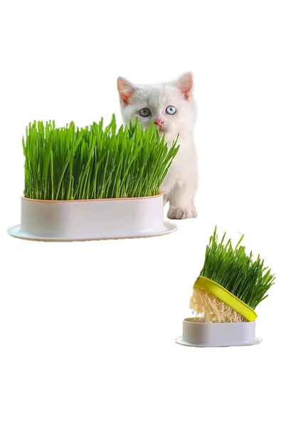 Özel Plastik Kaseli %100 Doğal Fileli Kedi Çimi (tüy Yumağı Önleyici) ürün görseli 1