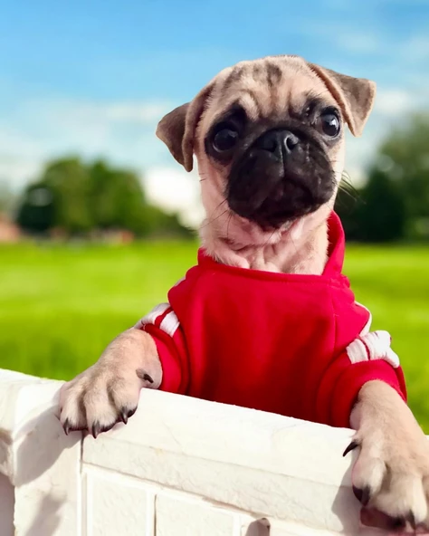 Red Adidog Kapşonlu Sweatshirt Köpek Kazağı ürün görseli 1