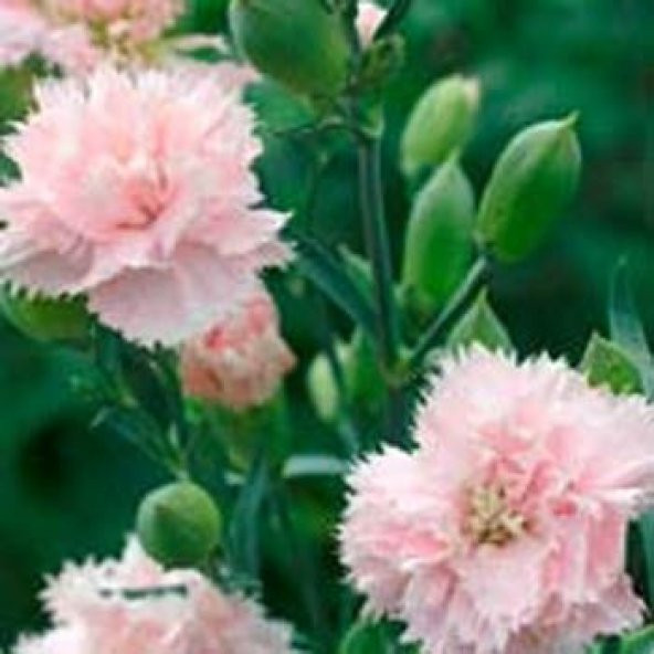 Soft Pembe La France Karanfil Çiçeği Tohumu(25 tohum) ürün görseli 1