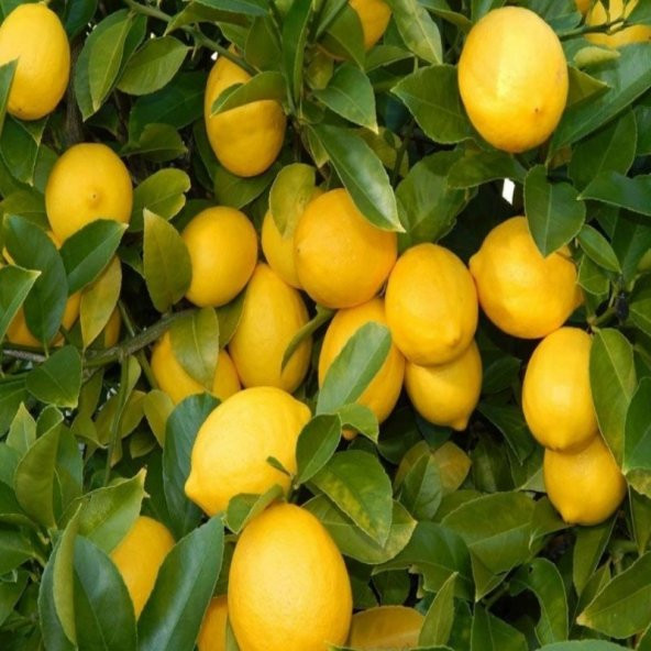 Yediveren Limon Tohumu (3 tohum) - Resim 2