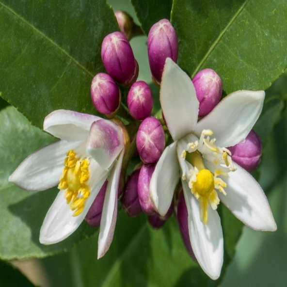 Yediveren Limon Tohumu (3 tohum) - Resim 9