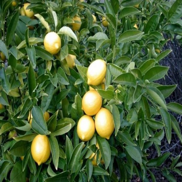 Yediveren Limon Tohumu (3 tohum) - Resim 10