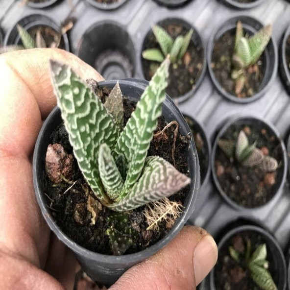 Howartia Sukulent No 19 (5.5 luk Saksıda) ürün görseli 1