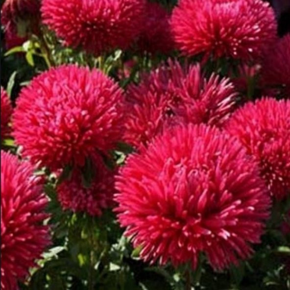 Pompon Paeony Duchesse Crimson  Aster Çiçeği Tohumu (50 tohum) ürün görseli 1