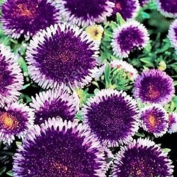 Pompon Blue Moon Aster Çiçeği Tohumu (50 tohum) ürün görseli 1