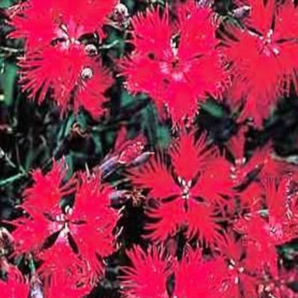 Dianthus Superbus Red Bol Kokulu Karanfil Çiçeği Tohumu(100 adet) ürün görseli 1