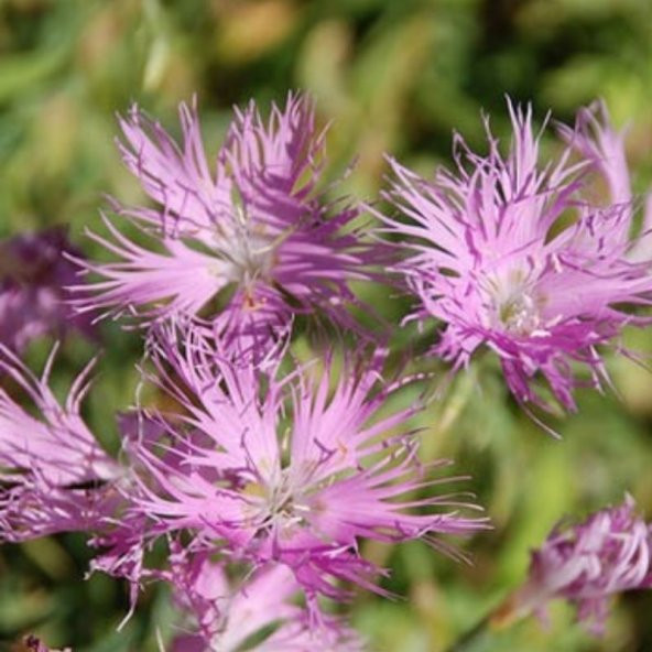 Dianthus Superbus Rose Bol Kokulu Karanfil Çiçeği Tohumu(100 adet) ürün görseli 1