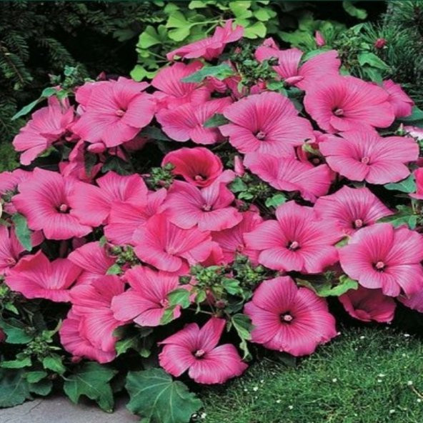 Lavatera Trimestris Regis Pembe Pamuk Çiçeği Tohumu (50 tohum) ürün görseli 1