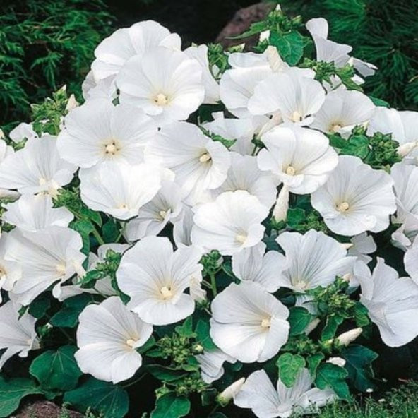 Lavatera Trimestris Regis Pure White Pamuk Çiçeği Tohumu(50 tohum) ürün görseli 1