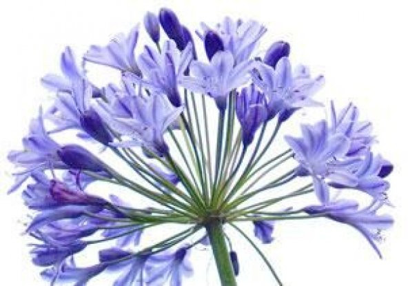 Agapanthus Afrika Nil Süseni Şefkat Çiçeği Tohumu (5 tohum) ürün görseli 1