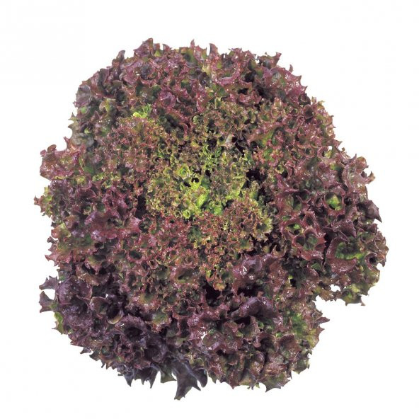 Kırmızı Yapraklı Kıvırcık Marul (1 gram) ürün görseli 1
