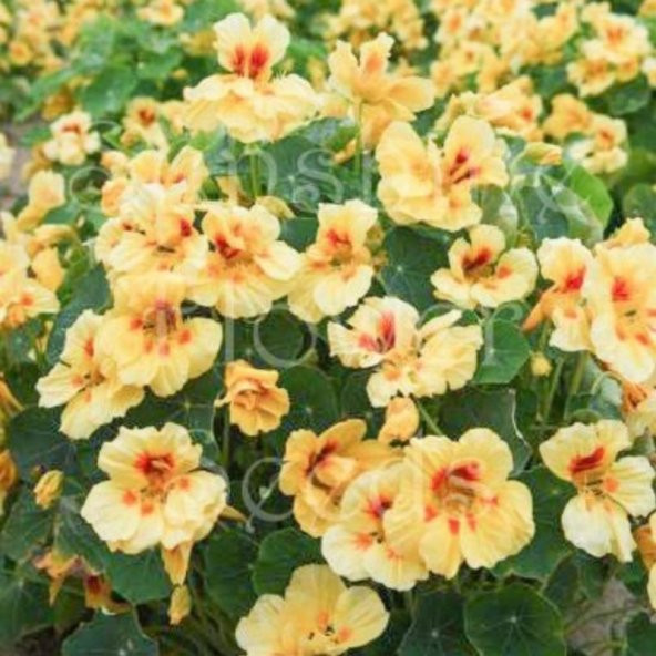 Tropaeolum Peach Melba Latin Çiçeği Tohumu (10 adet) ürün görseli 1