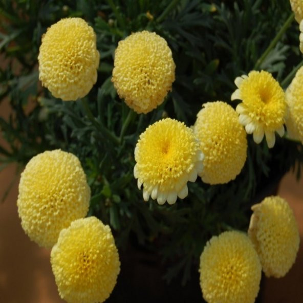 Dona Dayanıklı Pompon Yellow Aster Çiçeği Tohumu(50 tohum) ürün görseli 1